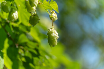 A detailed close-up of a hop cone Humulus lupulus hanging from its stem. The green scales shine in...