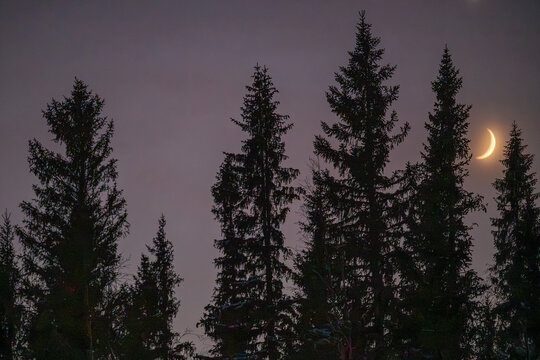 Half crescent moon seen between trees in sky at night