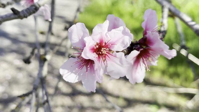 Bee Pollinating Almond Blossoms in Willunga, Adelaide Hills: Close Up 4K Footage of Pink Flowers and Spring Countryside in South Australia