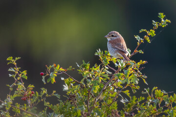 Juvenile red-backed shrike (Lanius collurio), North Norfolk Coast. Autumn migrant to the UK.