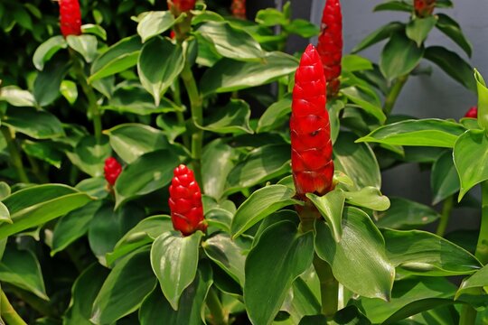 Indian Head Ginger (Costus speciosus) in a garden