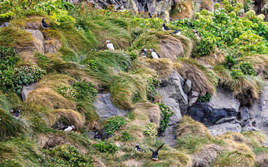 papageientaucher  Black beach  in Island 