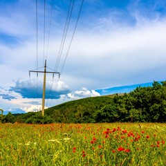 Rural landscape with wildflowers and power lines