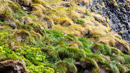papageientaucher  Black beach  in Island 