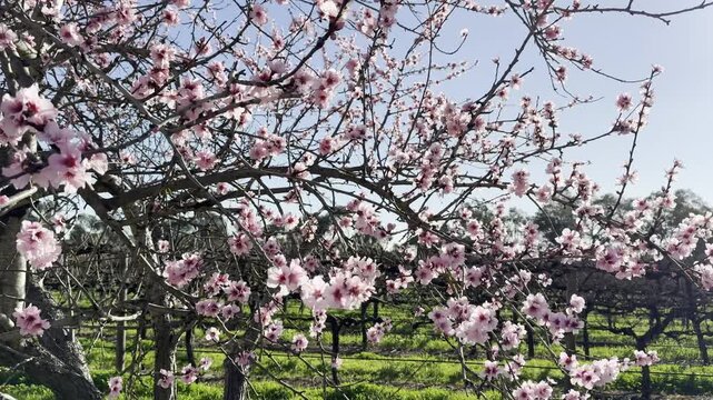Almond Blossoms in Willunga, Adelaide Hills, South Australia: 4K Footage of Beautiful Pink Flowers Along Aldinga Road With Vineyard in the Background, Australia Countryside in Spring
