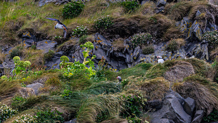 papageientaucher  Black beach  in Island 