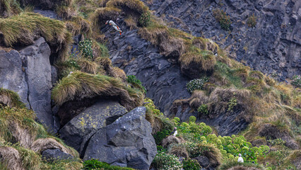 papageientaucher  Black beach  in Island 