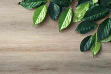 Eco leaves on wood background Soft copy space