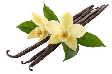Beautiful vanilla flowers and pods close-up macro photography for flavor and aroma transparent background
