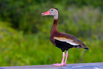 Black Bellied Whistling Duck Calling Out