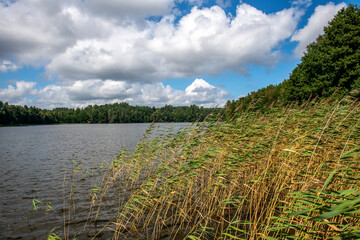 trzciny wodne walczące z porywistym wiatrem