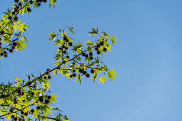 Branch liquidambar styraciflua or American sweetgum with vibrant green leaves and spiky seed pods set against clear blue sky, capturing essence of nature's beauty and simplicity.
