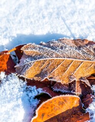 Frozen autumn leaves in snow (1)