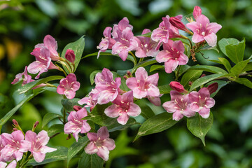 Vibrant bush Weigela Bristol Ruby adorned with clusters of delicate pink flowers, surrounded by lush green foliage, creating lively and colorful scene.Nature concept for design