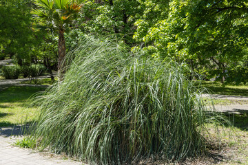 Lush, large ornamental grass plant Cortaderia selloana or  pampas grass  is growing in park...