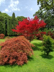 Nature summer landscape