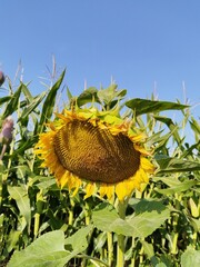 sunflower, flower, yellow, nature, summer, sun, plant, garden, agriculture, flowers, sunflowers, flora