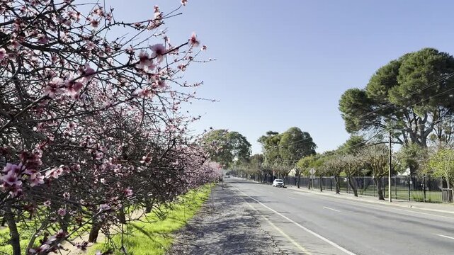 Almond Blossoms in Willunga, Adelaide Hills, South Australia: 4K Footage of Beautiful Pink Flowers Along Aldinga Road, Australia Countryside in Spring