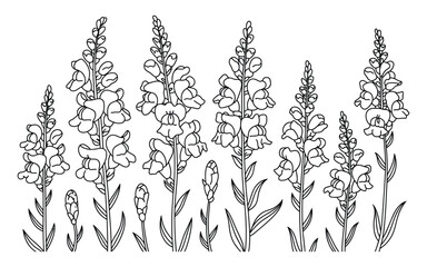 Elegant sketch of tall foxglove flowers in bloom © Vector_Nest