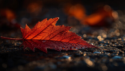 The vibrant colors of fall after rain