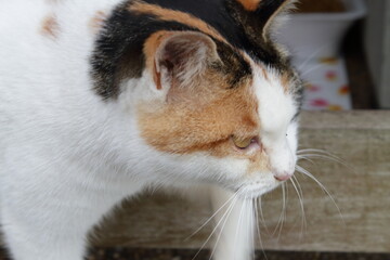 見つめる猫