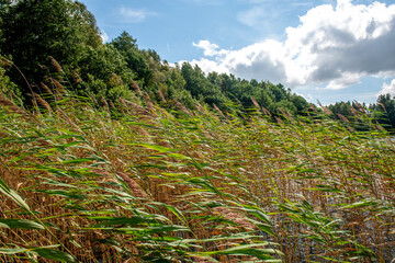 szuwary na wietrze, naturalna roślinność nad brzegami jeziora
