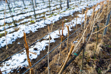vine plant branch late winter cut trim maintenance vinery