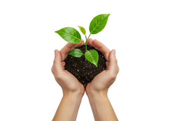 Isolated sprout in hands, earth symbol, care, life and ecology concept, organic farming