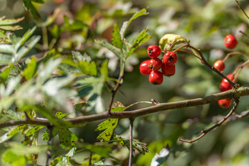 Bright red Hawthorn berries Crataegus cluster on a branch among green leaves. Sunlight highlights...