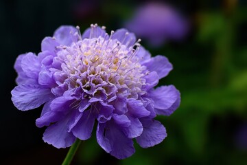 Caucasian scabious flower Scabiosa caucasica