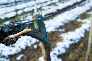 vine plant branch late winter cut trim maintenance vinery