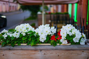 White Petunias Blooming in Wooden Planter Outside Cafe