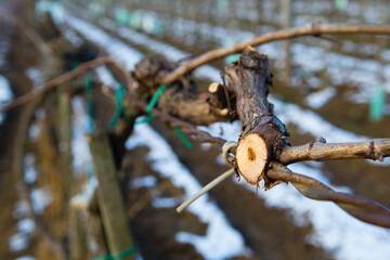 vine plant branch late winter cut trim maintenance vinery