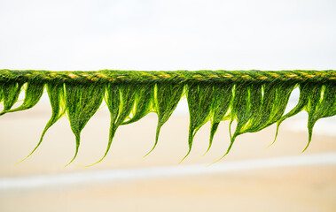 Bright green sea grass on a rope on the North Sea island of Norderney, which falls dry at low tide....