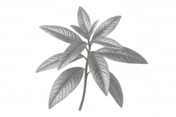 Silver metallic leaves casting abstract shadows, highlighting botanical elegance with minimalist graphic design potential