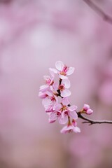 Obraz premium pink cherry blossoms with Soft Bokeh Background