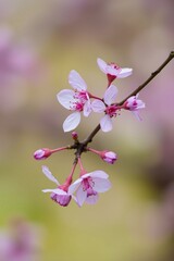 Obraz premium pink cherry blossoms with Soft Bokeh Background