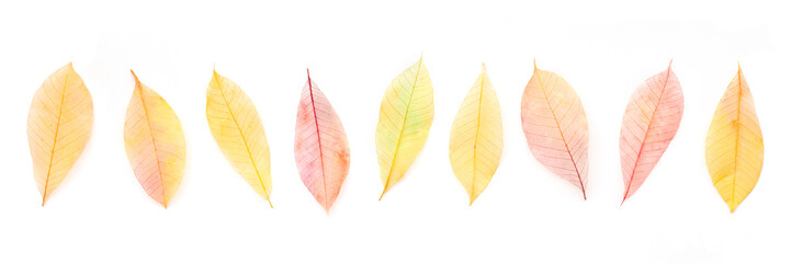 Autumn leaves banner. Skeleton leaves on a white background. Fall panoramic banner. Vibrant fall colors
