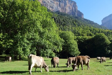Bruna dels Pirineus cattle breed, also known as Bruna de los Pirineos. Breed derived from Swiss Braunvieh variety. Pyrenees mountains, Spain. © Tupungato