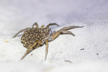 A mother spider carrying babies on her back in Oscar Scherer State Park, Florida. I assume this is a wolf spider given the large size & maternal behavior, but please check with an expert for accuracy.