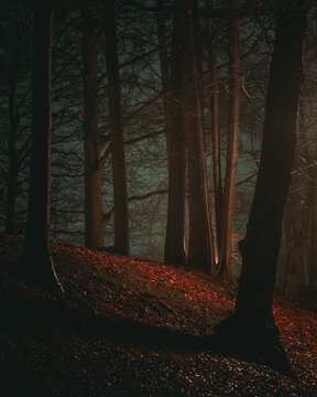 Spooky view of trees in forest at night