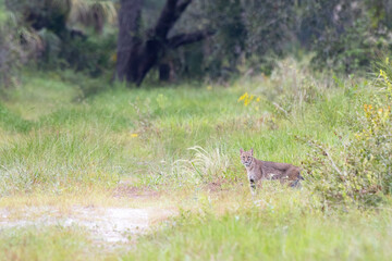 A bobcat (Lynx rufus) emerges from the woods in the distance in Osprey, Florida