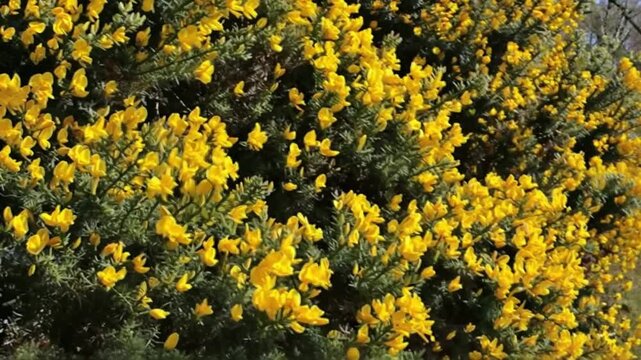 Vibrant Yellow Gorse Bush in Bloom