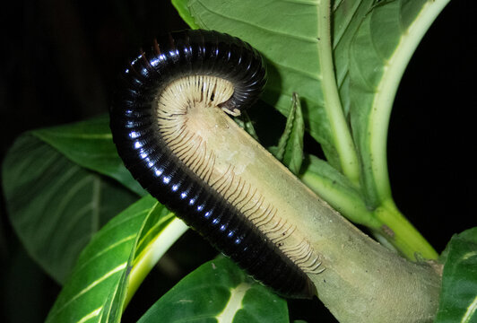 Fototapeta Close-up shot of Black Millipede on plant