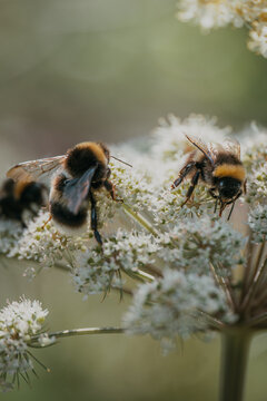Close-up of Bumblebees pollinating white flowers in forest