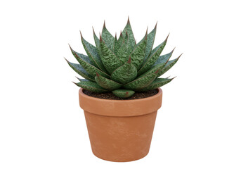 Isolated spiky succulent in terracotta pot a popular indoor plant close-up view