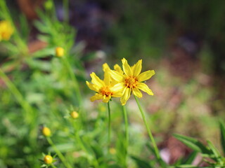 Beautiful flowers blooming in the garden with fresh green leaves and natural sunlight.