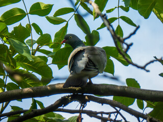 Wood Pigeon Perched on a Tree Branch.