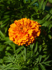 Vibrant Orange Marigold Flower in Sunlight.