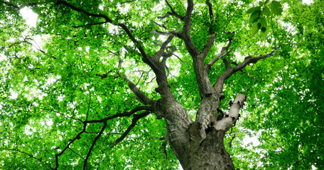 forest trees. nature green wood sunlight backgrounds